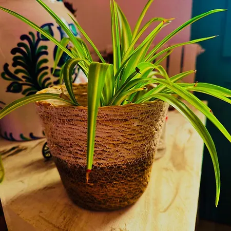 Vakantiehuis Al Sol De Ruinas- Piscina Privada Belchite
