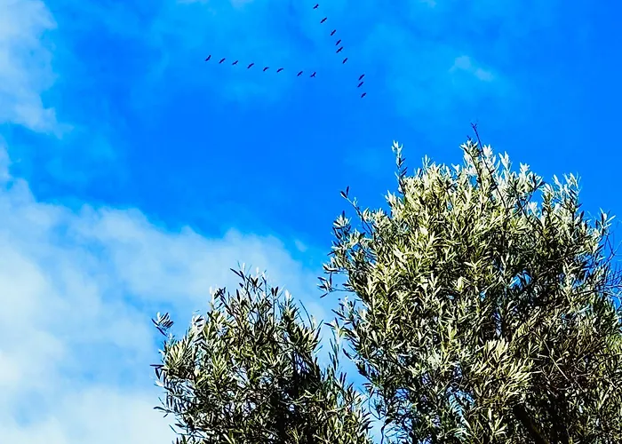Al Sol De Ruinas- Piscina Privada *